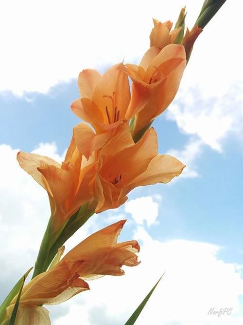 Espiga con flores del Gladiolo o Gladiolus de color naranja