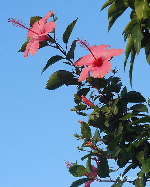 Ramo o pucha de flores del Hibiscus rosa-sinensis