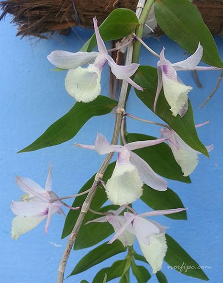 Foto de la Orquídea Velo de novia cuyo nombre científico es Dendrobium piraldi
