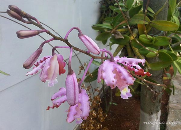 Vara con las flores de la orquídea Myrmecophila tibicinis