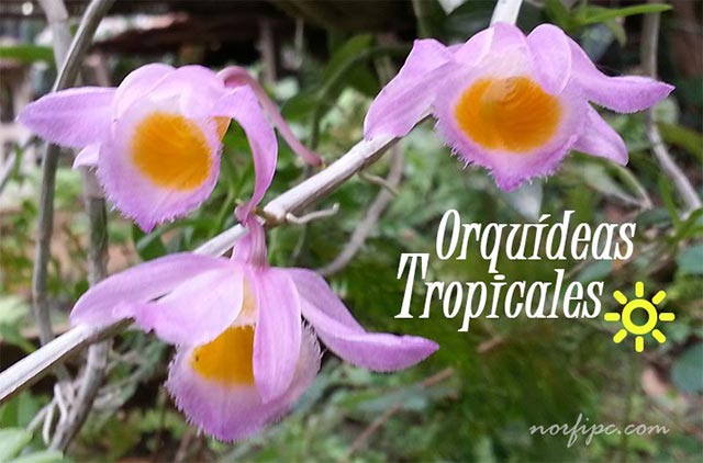 Fotos de Orquídeas tropicales