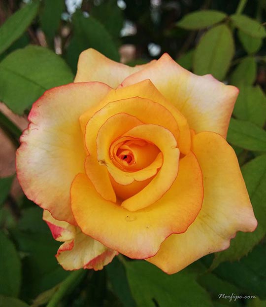 Flor de una rosa de color amarillo matizado, de la variedad Rosa Híbrido de Té