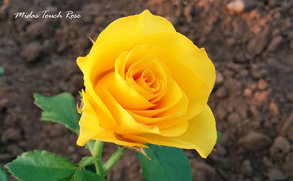 Flor de la Rosa amarilla Toque de Midas (Midas Touch Rose)
