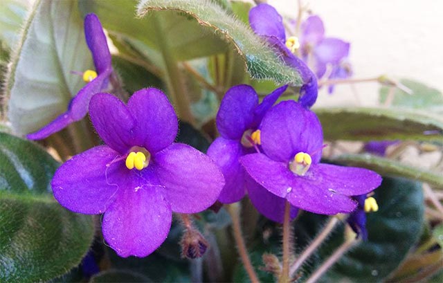 Flores de la Violeta africana morada o Saintpaulia