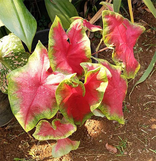 Foto de una variedad del Caladium bicolor conocido como corazón rojo