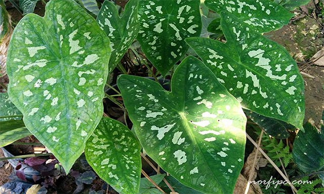 Foto del Caladium humboldtii, variedad con las hojas manchadas de blanco