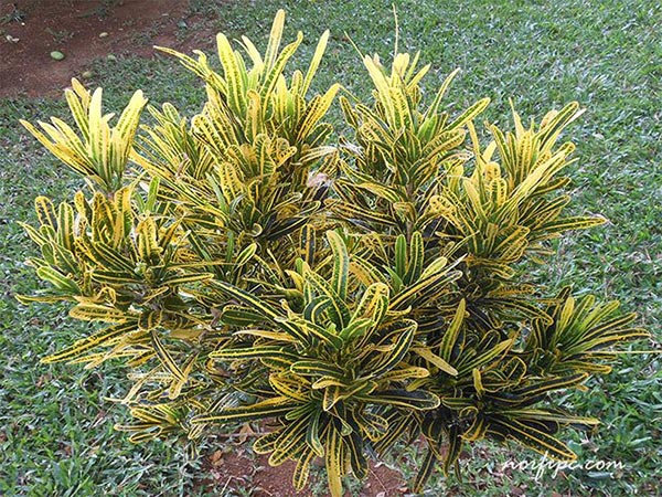 Codiaeum variegatum con las hojas de color verde y amarillas conocido con el nombre común de Ricito de Oro