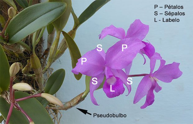 Estructura de las flores de las orquídeas