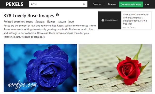 Fotos de rosas en Pexels para descargar libremente